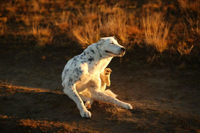 View of a dog looking away