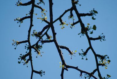 Low angle view of tree against blue sky