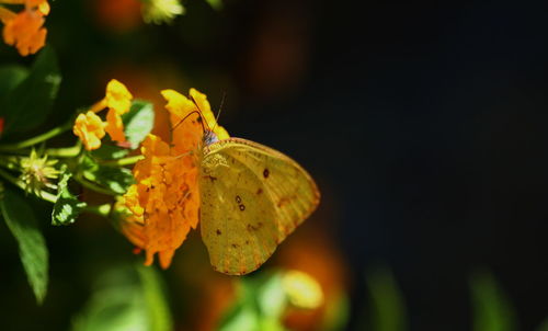 Close-up of butterfly on leaf