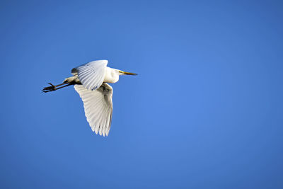 Low angle view of bird flying against clear blue sky