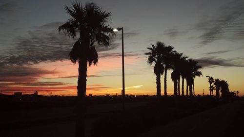 Silhouette of palm trees at sunset