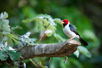 Yellow-billed cardinal perching on branch