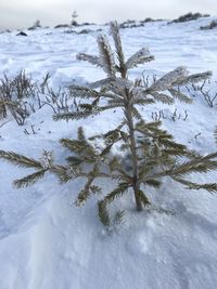 High angle view of frozen tree on snow covered field