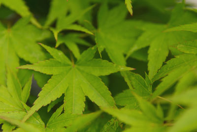 Full frame shot of green leaves