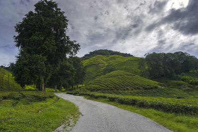 Road amidst trees on field against sky