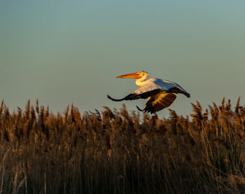 Bird perching on a field