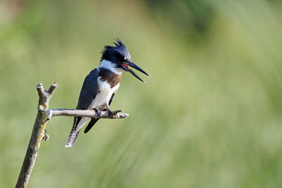 Close-up of belted kingfisher perching on branch