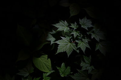 Close-up of plants at night