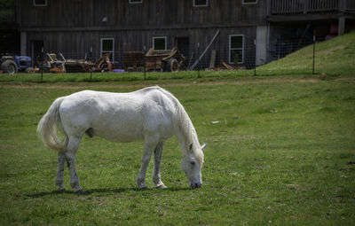Beautiful white stallion horses grazing on field