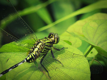 Close-up of dragonfly on leaf