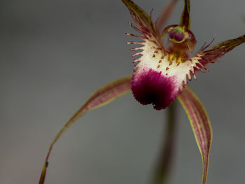 Close-up of pink flower