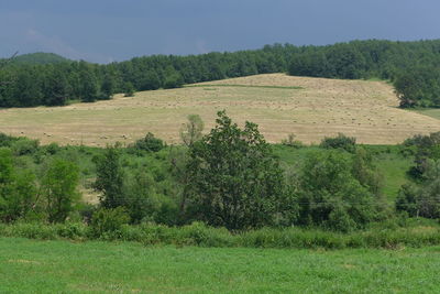 Scenic view of trees on field against sky