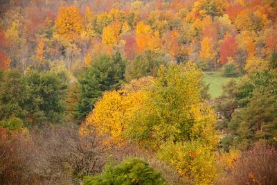 High angle view of trees during autumn