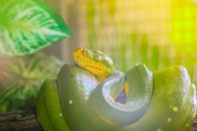 Close-up of lizard on leaf