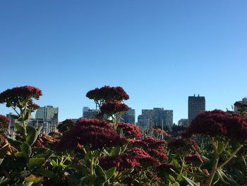 Flowering plants and buildings against clear blue sky