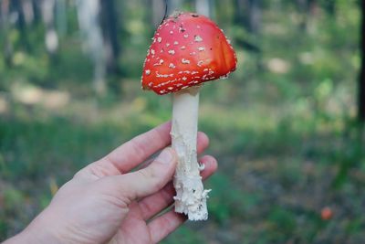 Close-up of hand holding mushroom