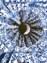 Close-up of snow on plant