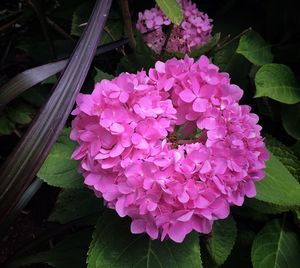 Close-up of insect on pink flowers