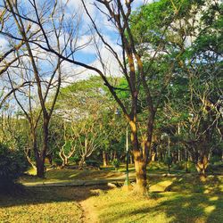 Trees growing on field