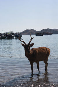Deer standing in lake against sky