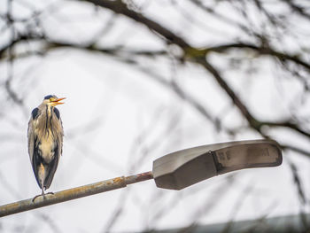 Low angle view of bird perching on branch