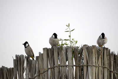 Low angle view of birds perching against clear sky