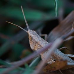 Close-up of lizard on dry leaf