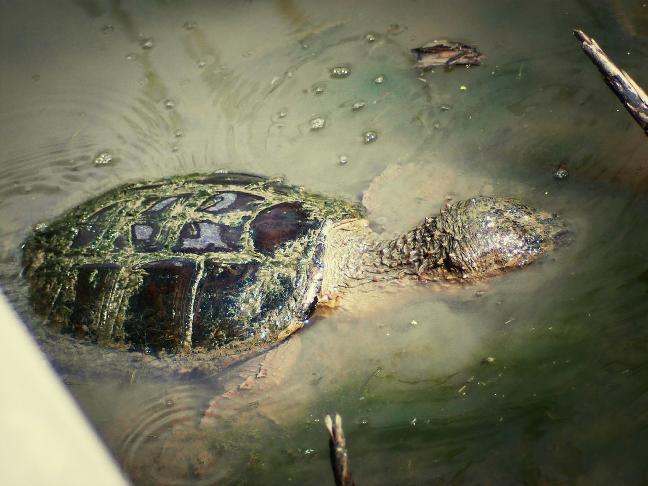 animal themes, water, animals in the wild, wildlife, high angle view, one animal, reflection, close-up, lake, wet, nature, day, waterfront, outdoors, no people, pond, wood - material, bird, rippled, floating on water