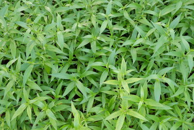 Full frame shot of green plants on field
