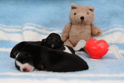 Close-up of a dog with toy