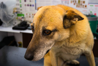 Old malinois dog breed at the veterinary clinic