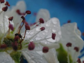 Close-up of flowers against sky