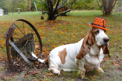 Portrait of dog on field wearing halloween costume 