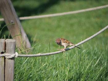 Close-up of bird perching on fence