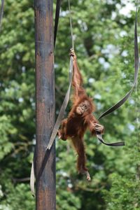 Orangutan hanging on tree