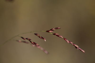 Close-up of wilted plant