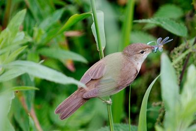 Close-up of bird perching on plant