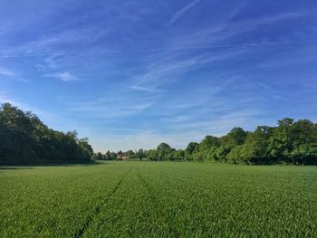 Scenic view of agricultural field against sky