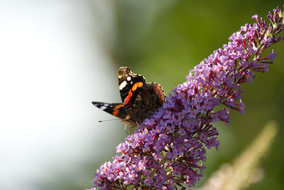 Close-up of butterfly pollinating on purple flower