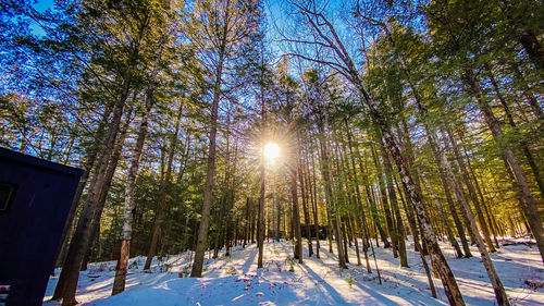 Trees in snow covered forest against bright sun