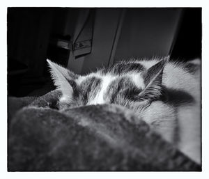 Close-up of cat resting on bed