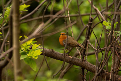 Close-up of bird perching on branch