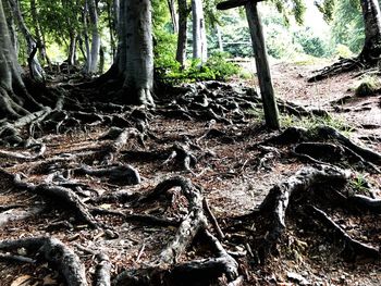 View of tree trunks in forest