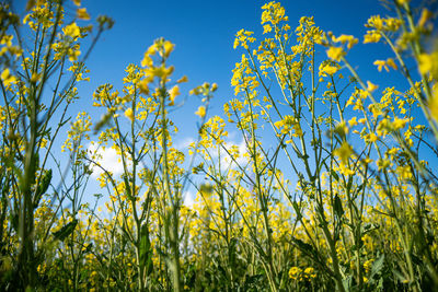 Close-up of yellow flowering plants on field