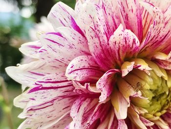 Close-up of pink flower