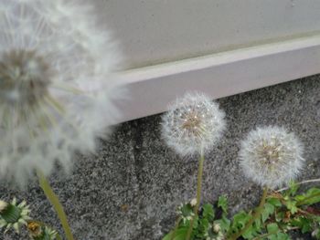 Close-up of dandelion on flower pot
