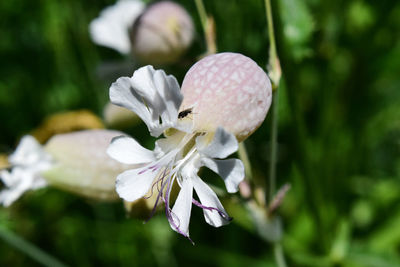 Close-up of pink flowering plant