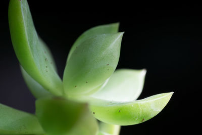 Close-up of cactus