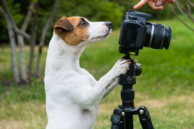 Hand of woman pointing towards dog with camera