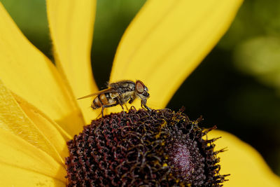 Close-up photo of a fly pollination and yellow flower, insect macro image